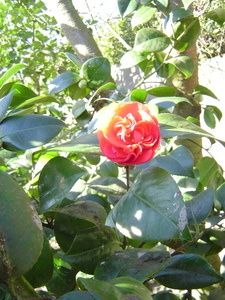DSC00708.JPG