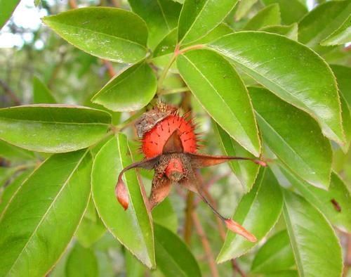 fruit-rouge.jpg