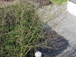 mon-jardin--.JPG