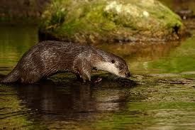 loutre