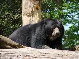 ours-noir.jpg