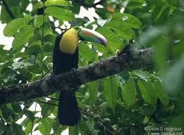 toucan.jpg