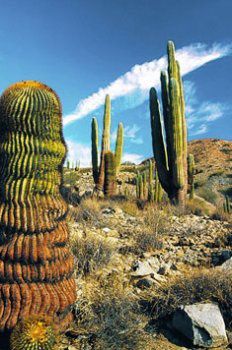 cactus-desert-337e3.jpg