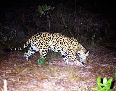 jaguar-mexico.jpg