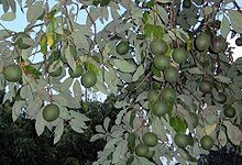 220px-Persea_americana_fruits.JPG