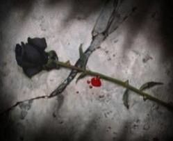 rose3.jpg