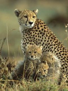 Cheetah-Mother-and-Cubs--Masai-Mara-National-Reserve--Kenya.jpg