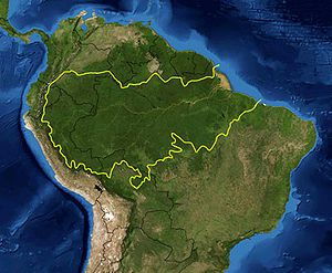 300px-Amazon_rainforest.jpg
