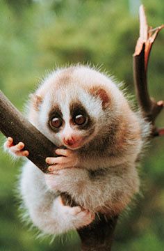 slow_loris.jpg