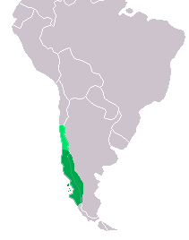 Oncifelis_guigna_dis.png