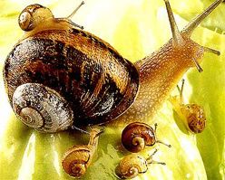 decouverte_gastronomie_escargot.jpg