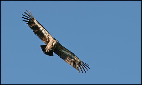 vautour9.jpg