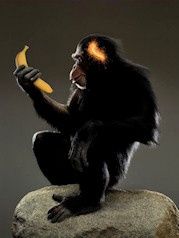 Le bout de la banane rend fou Le bout de la banane rend fou