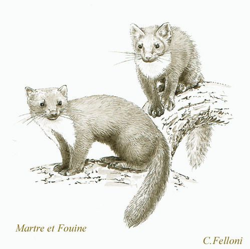 Martrefouine.jpg