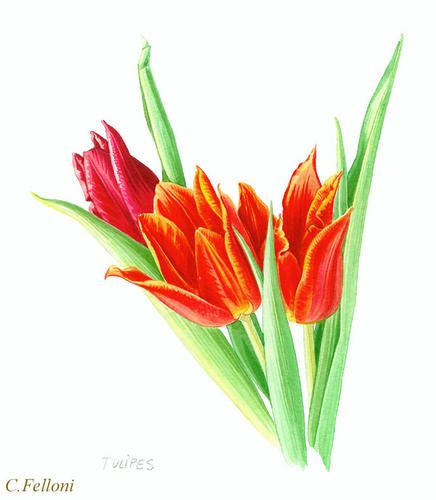 tulipes-copier.jpg