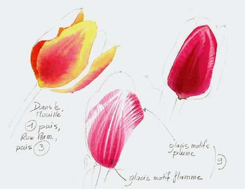 tulipes4.jpg