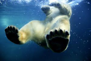 ours-d-un-jourssur-terre.jpg
