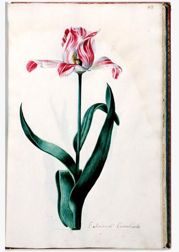 Tulipe.jpg