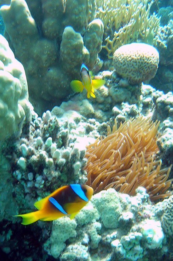 poisson-clow-anemone-commune.jpg