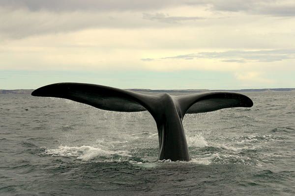 baleine.JPG