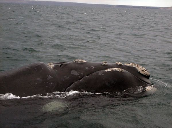 baleine1.jpg