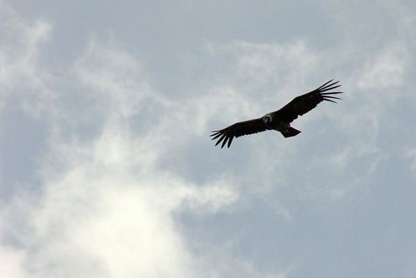 condor.jpg