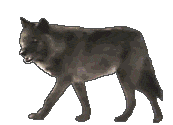 en fuyant le loup on rencontre la louve