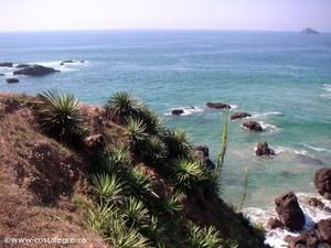 El_Tecuan_Plants_Sea.jpg