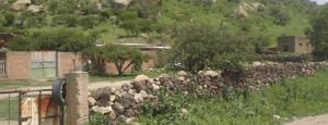 flores5.jpg