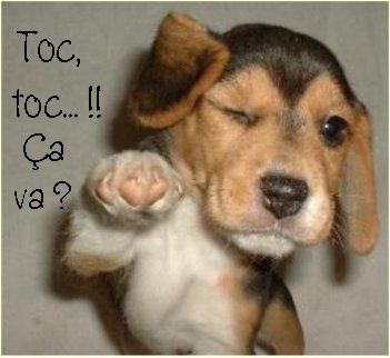 chien1.jpg