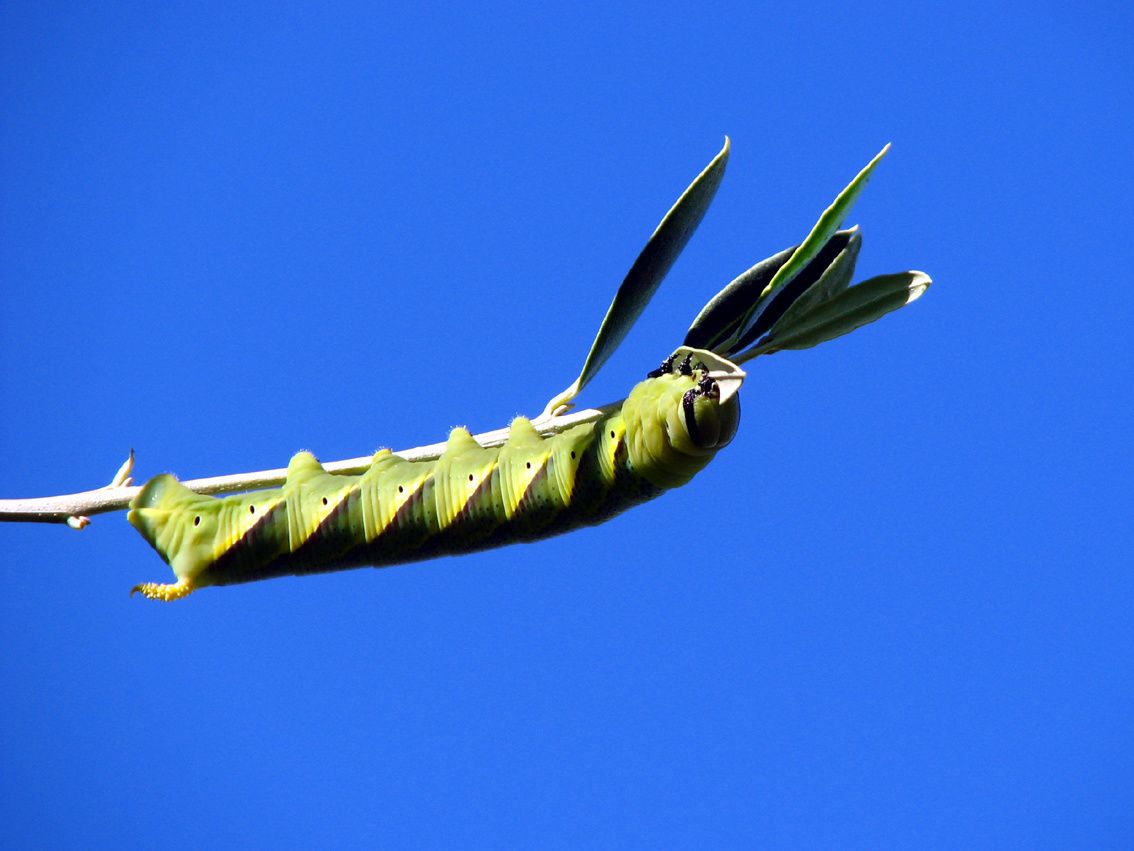 Grosse chenille verte dans olivier - Traktorpool schlepper