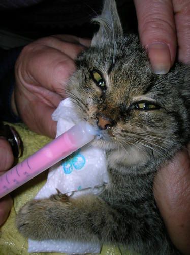 Chaton abandonné, je suis dégoûté