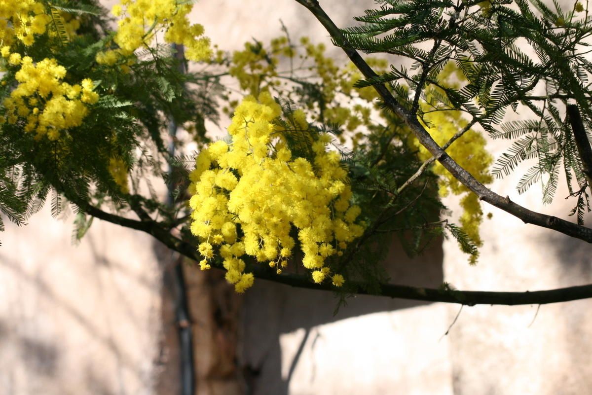 Premiers signes du Printemps : Le mimosa