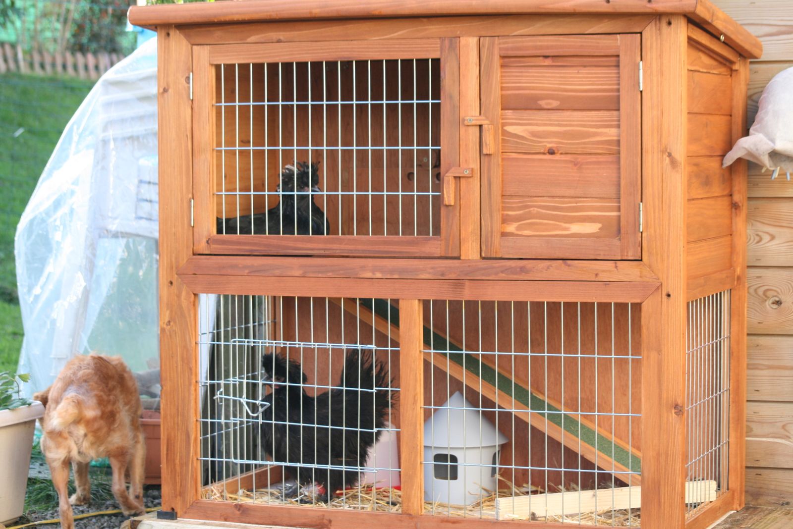 Mes premières poules Mes premières poules