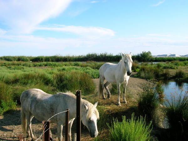 Aigues Mortes, Salins du midi, Grau du Roi et camargue...