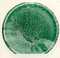 a262140.jpg