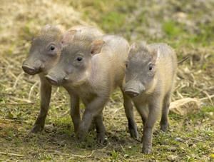 3-petits-phacocheres.jpg