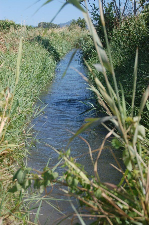 Riviere.jpg