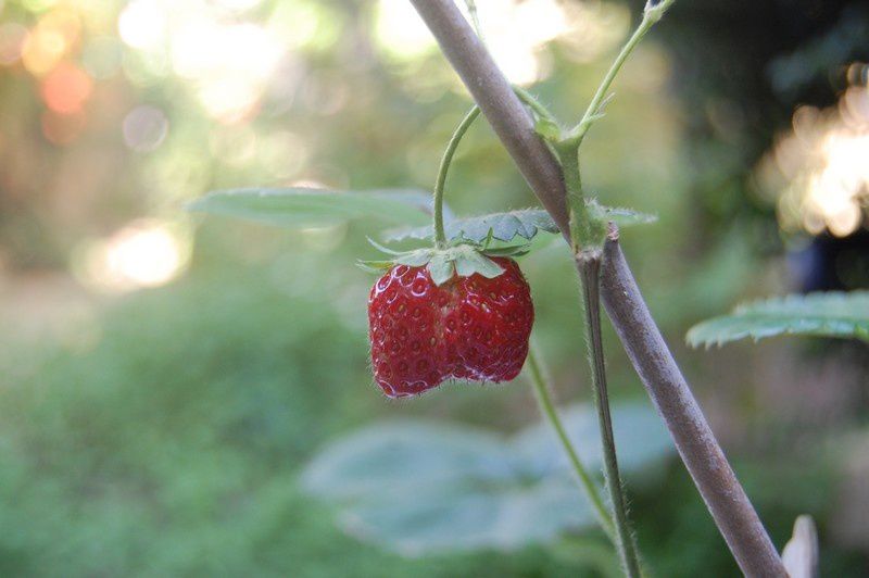 Derniere-fraise-de-la-saison.jpg
