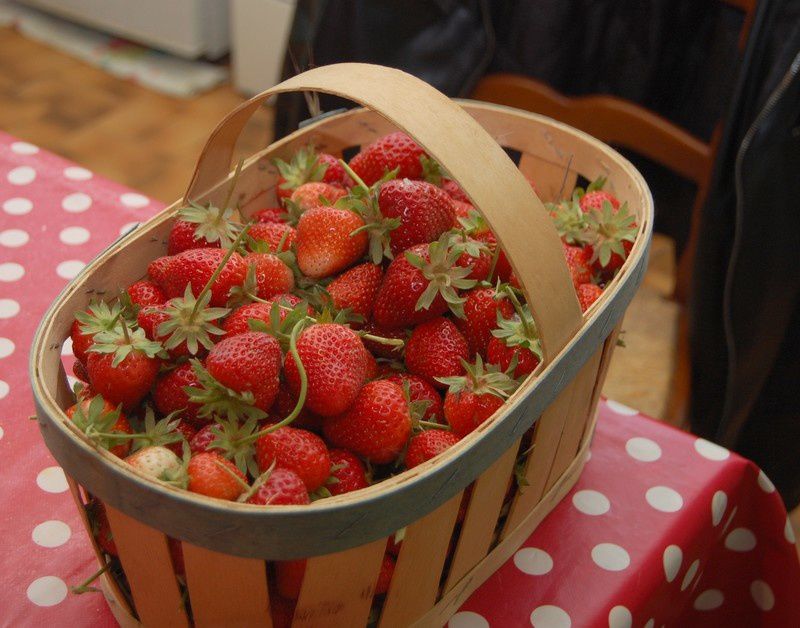 Recolte-de-fraises.jpg