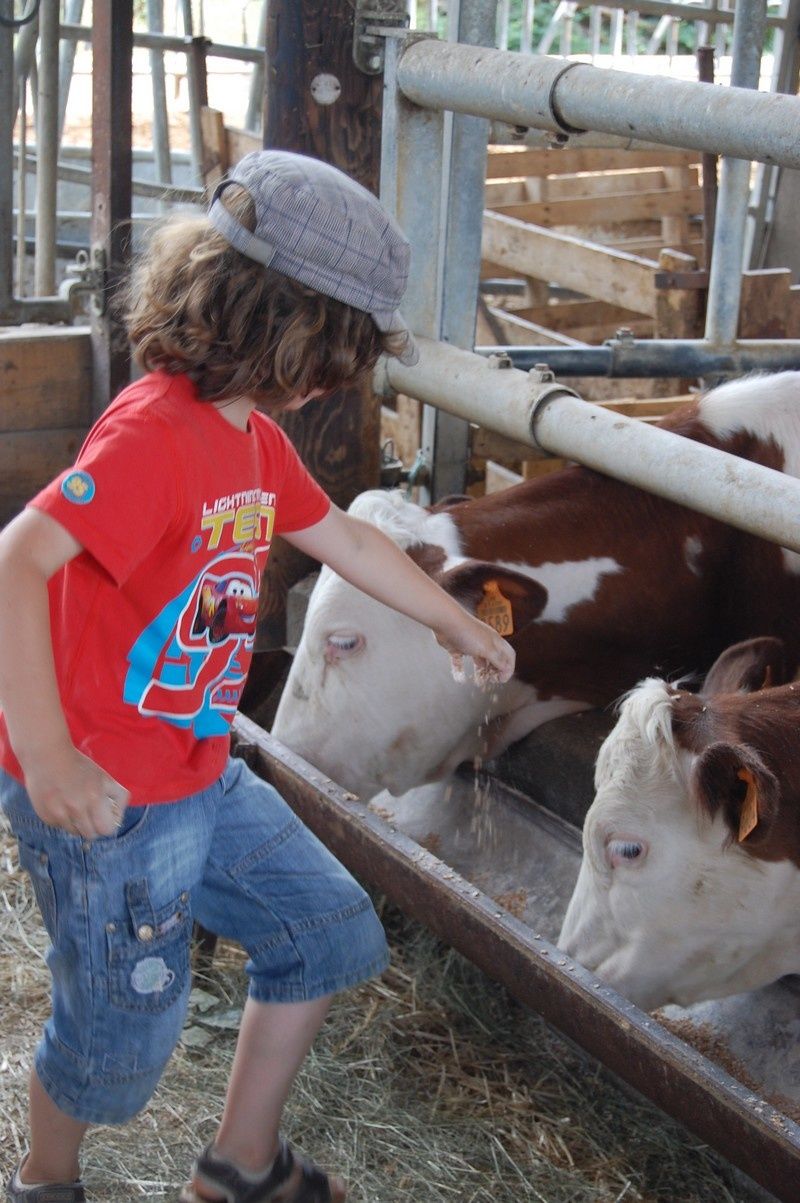 Nourrir-les-vaches.jpg