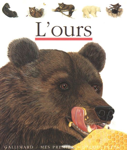premieres-decouvertes-l-ours