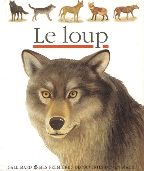 premieres-decouvertes-le-loup