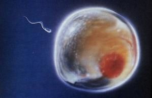 Share your human sperm mammalian oocyte interaction for the Pity, that human sperm mammalian oocyte interaction interesting. Prompt