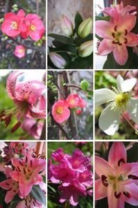 fleurs-printemps.jpg