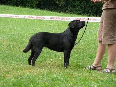 L'embonpoint chez le labrador - Le blog de mes labradors