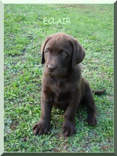 photos retrievers - Le blog de mes labradors photos retrievers - Le blog de mes labradors