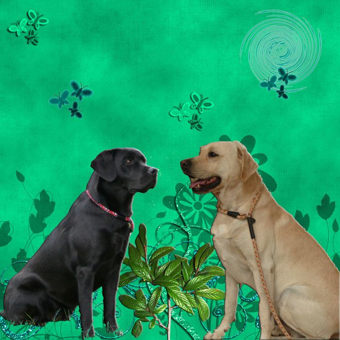 Labrador, chien fugueur - Le blog de mes labradors