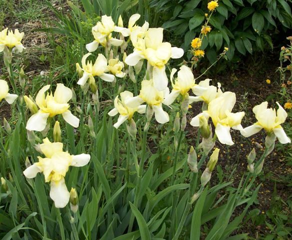 iris-jaune.jpg