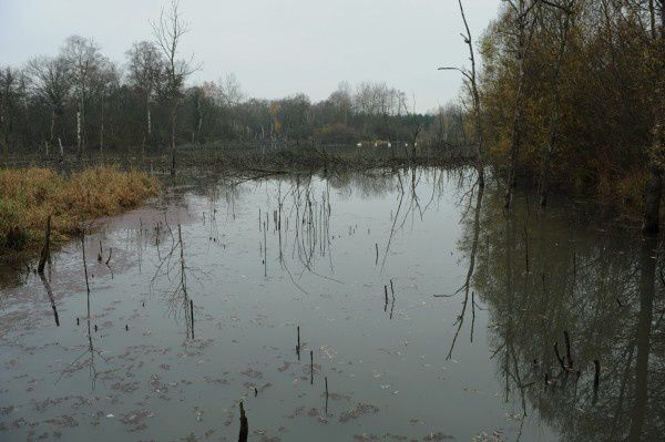 alsace-ried-rhénan baltzenheim eiswasser (11)